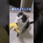 グラブルのルオーぬいへ挨拶する猫 #shorts動画 #cat #癒やし猫  #猫動画