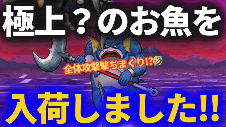 【ドラクエウォーク】２日連続で極ゲット！！極上？のお魚を仕入れました【なかまモンスター】