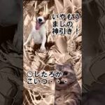 【雑動画です】未だ納得していないこと２本目 #ドッカン #ドッカンバトル #ドラゴンボール #猫ミーム