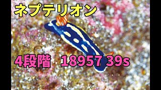 【プリコネR】4段階 ネプテリオン 18957万　39s持越