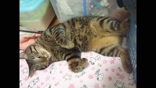 ＃グラブル　ヴェルサシア練習したい騎空士様、私でよければお供します回　ライブ：１２２７　０１月１１日　日曜日