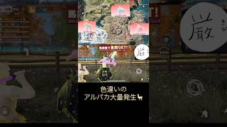 色違いのアルパカ大量発生🦙　#荒野行動  #荒野ウマい感謝祭  #馬捕獲モード