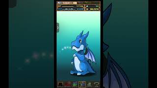 【パズドラ】デイトナかシーウルフ出るまで毎日動画視聴ガチャ1431日目！2026/3/8 #パズドラ #shorts