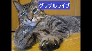 ＃グラブル　突然おすそ分けライブ　天元２戦、ルシゼロ２戦　ライブ：１２７０　０３月２３日　月曜日